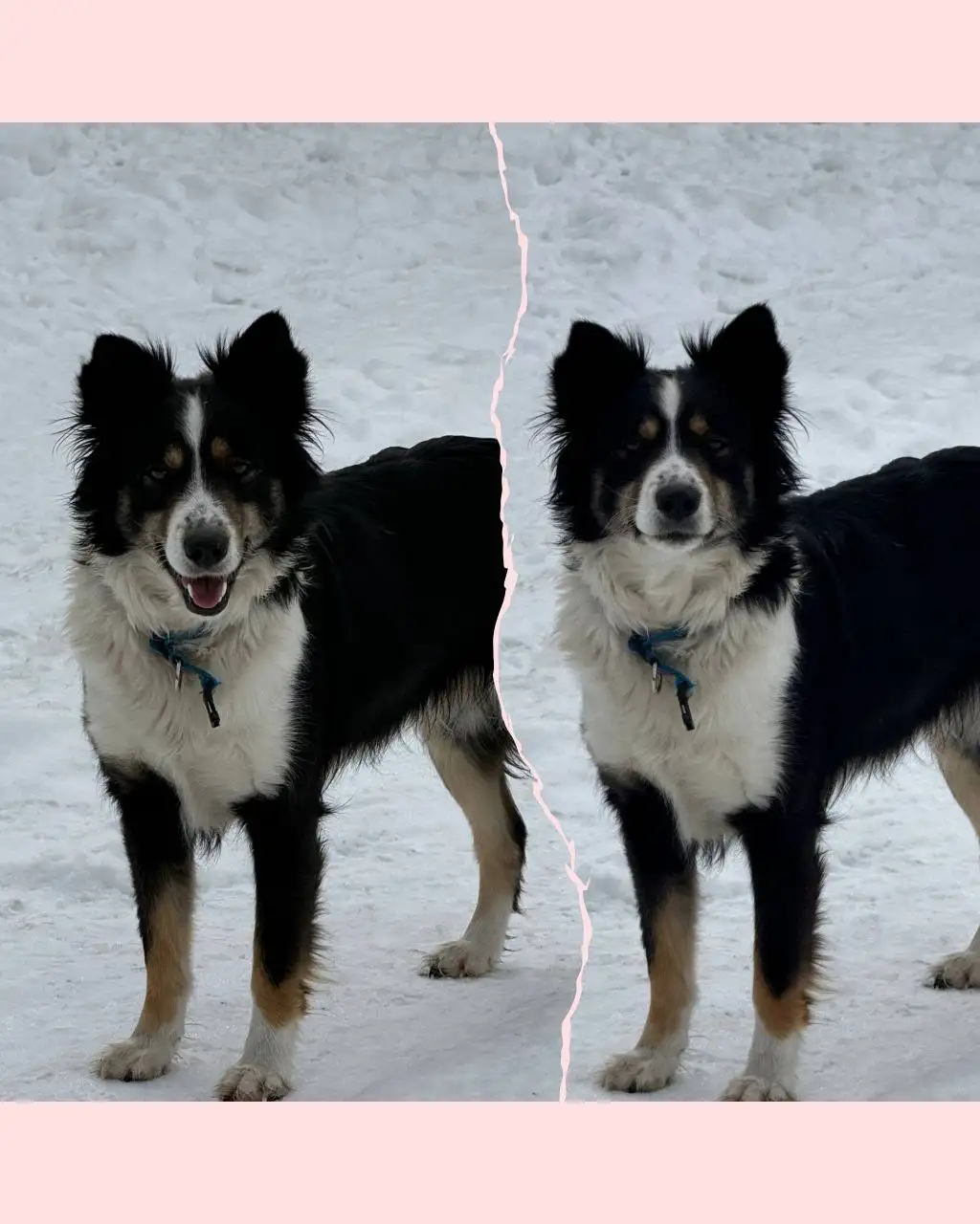 Чара ищет семью - Кошки (Животные) в Братск