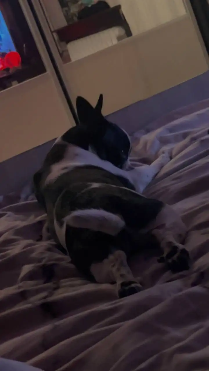 Французский бульдог Боня в добрые руки - Собаки (Животные) в Братск