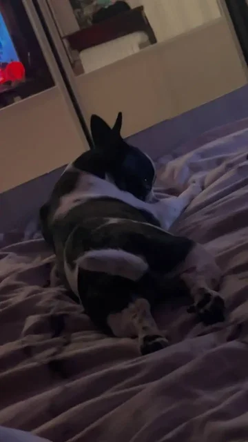 Французский бульдог Боня в добрые руки - Одежда для животных в Братск