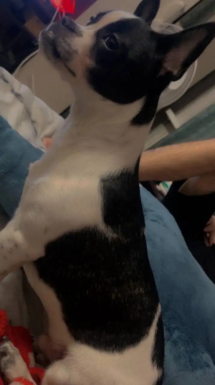 Французский бульдог Боня в добрые руки - Собаки (Животные) в Братск