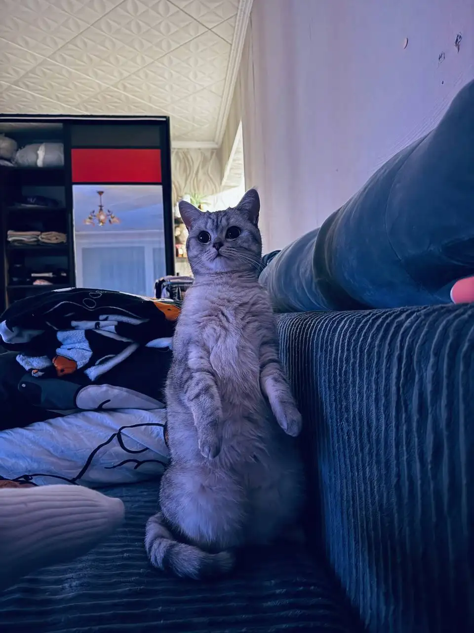 Продам кошечку - Кошки (Животные) в Братск