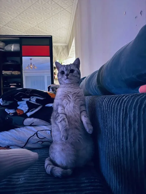 Продам кошечку - Одежда для животных в Братск