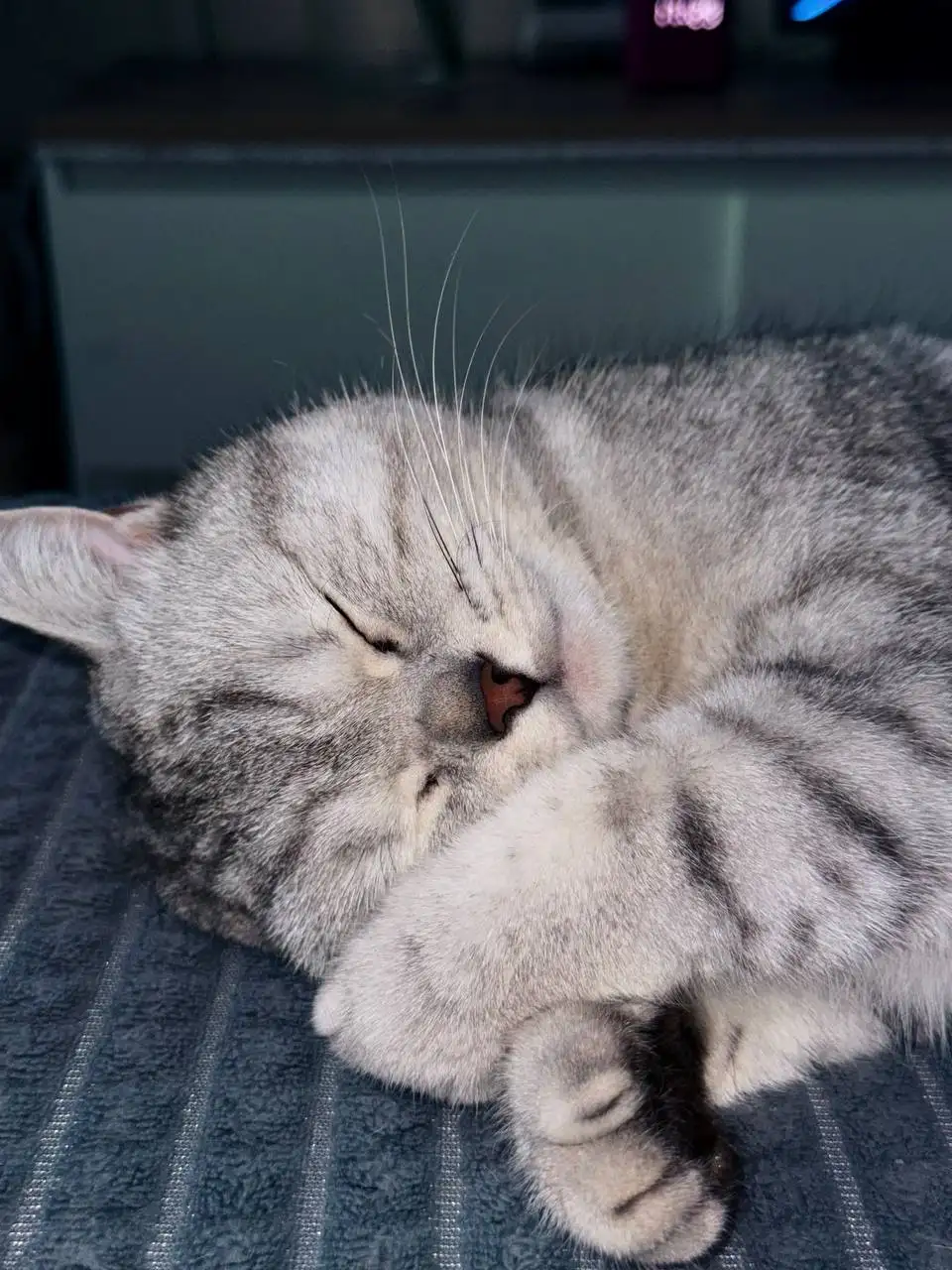 Продам кошечку - Кошки (Животные) в Братск