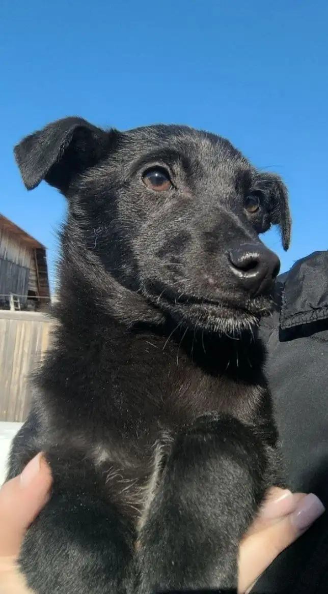 ЗАМЕЧАТЕЛЬНЫЙ ПАЦАНЕНОК ищет мам и пап - Собаки (Животные) в Братск