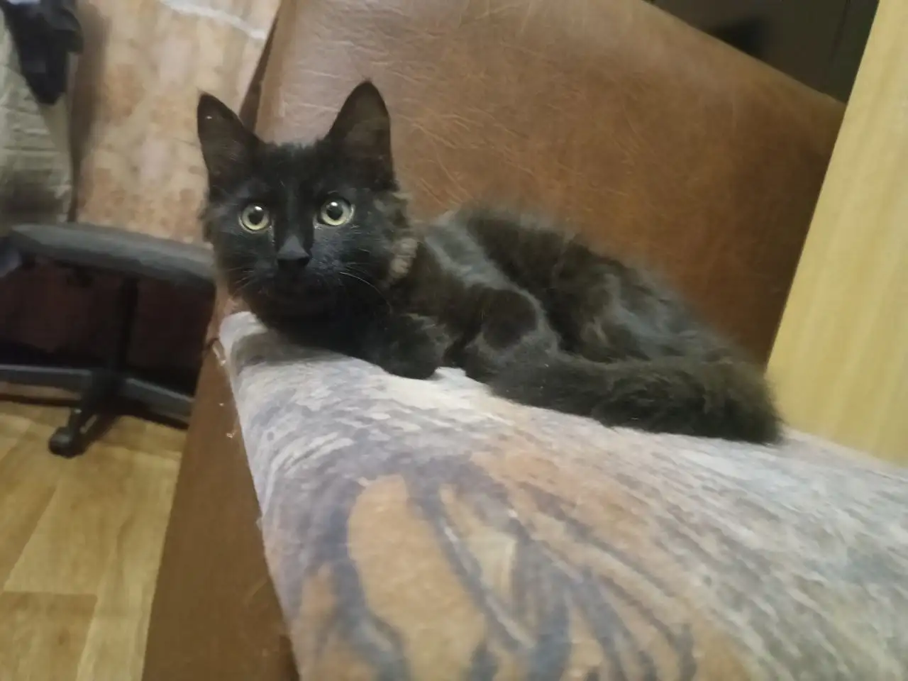 Ищу дом для кота и кошки в Братске - Кошки (Животные) в Братск