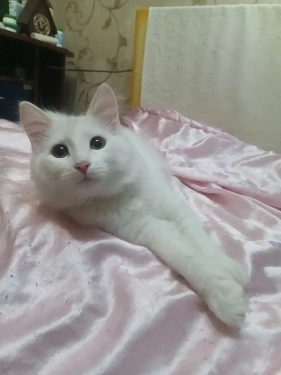 Ищу дом для кота и кошки в Братске - Кошки (Животные) в Братск