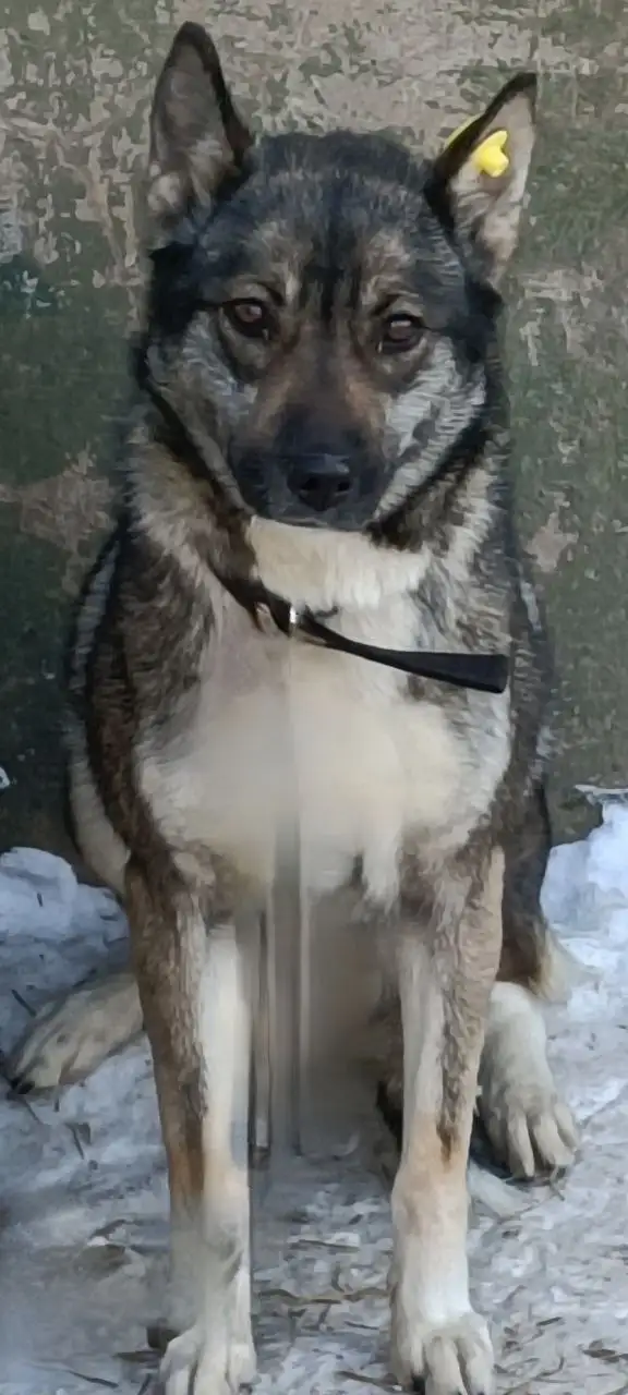 Умная собака породы НАЙДА для охраны - Собаки (Животные) в Братск