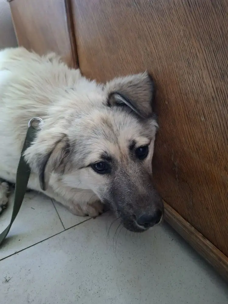 Продажа домашнего животного зайки - Другие животные (Животные) в Братск