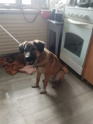 Пропала собака в районе речпорт - Детские товары в Братск