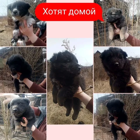 7 маленьких крошек ищут дом - Щенки в Братск