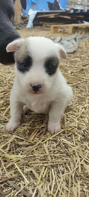 Отдам в добрые руки котят (брат и сестра) - Товары для животных в Братск