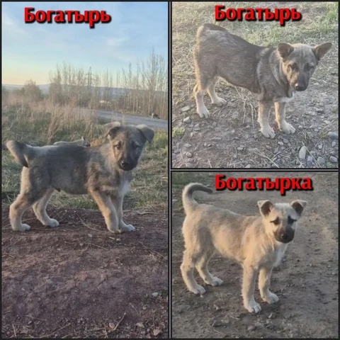 Ищут дом три щенка крупной породы - Собаки в Братск