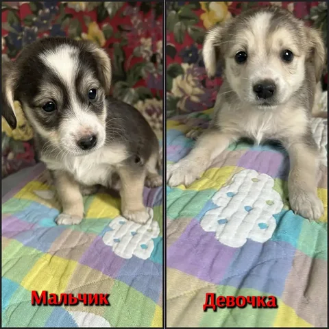 Щенки ищут дом - Собаки в Братск