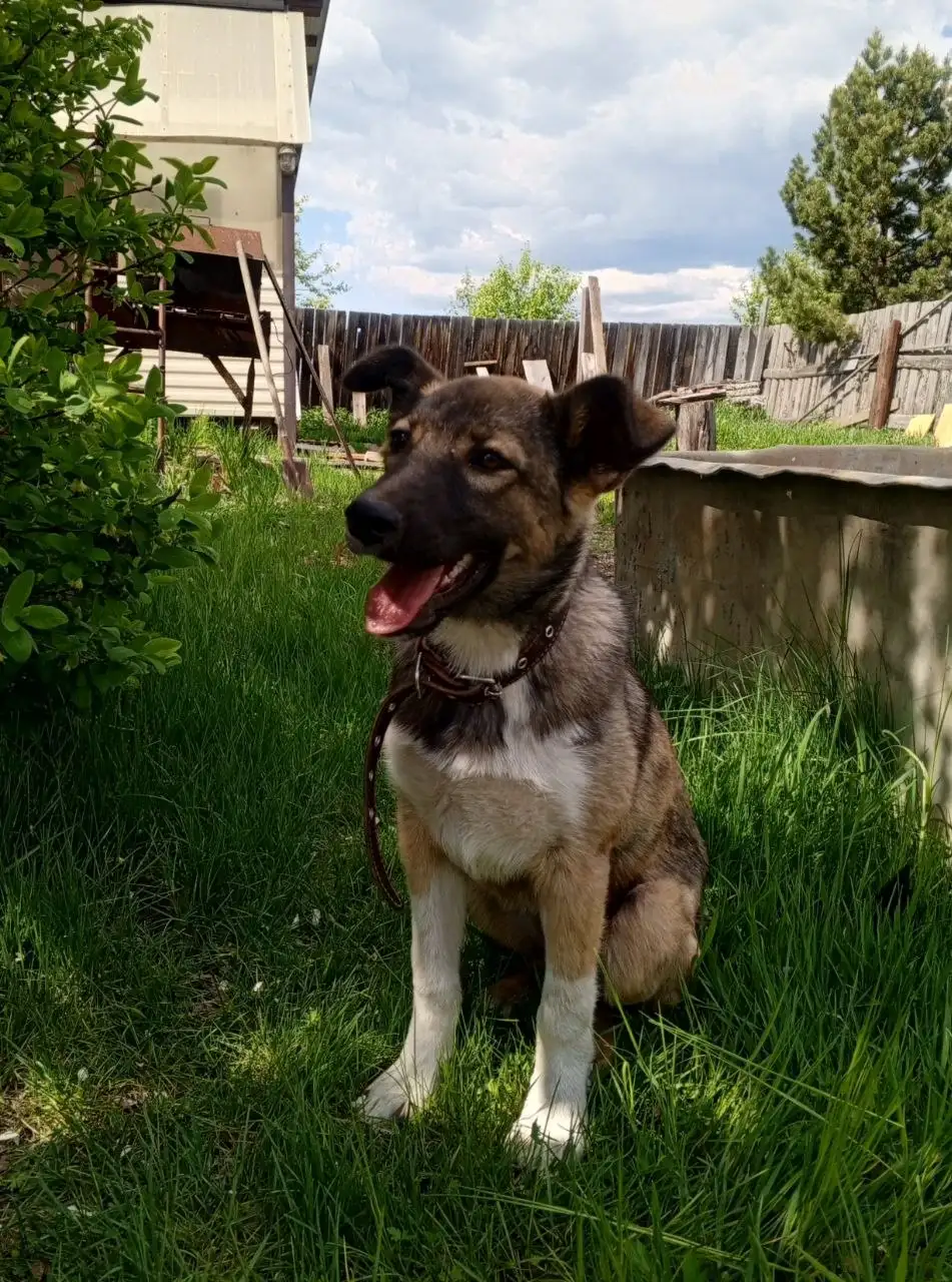 Девочка🐶 с особенной походкой ищет семью - Животные в Братск