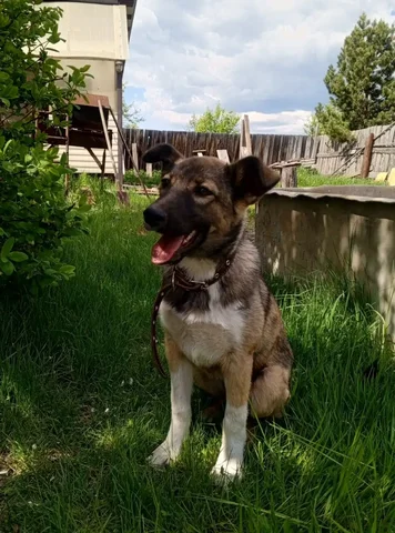 Девочка🐶 с особенной походкой ищет семью - Кошки в Братск