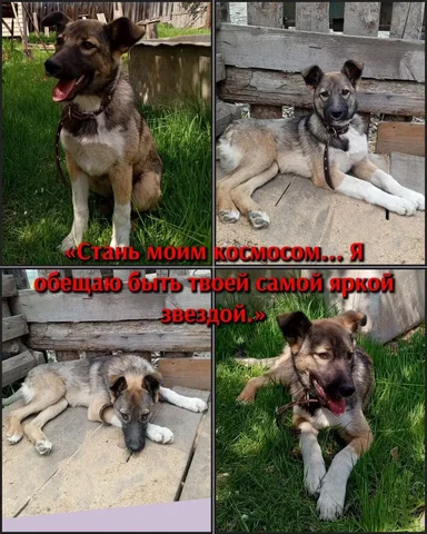 Щенок ищет дом - Животные в Братск