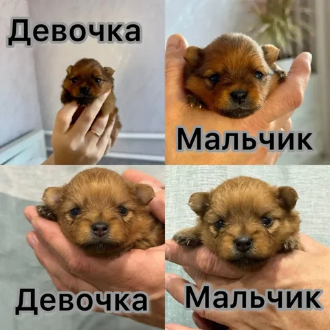 Продажа щенков померанских шпицов - Животные в Барнаул