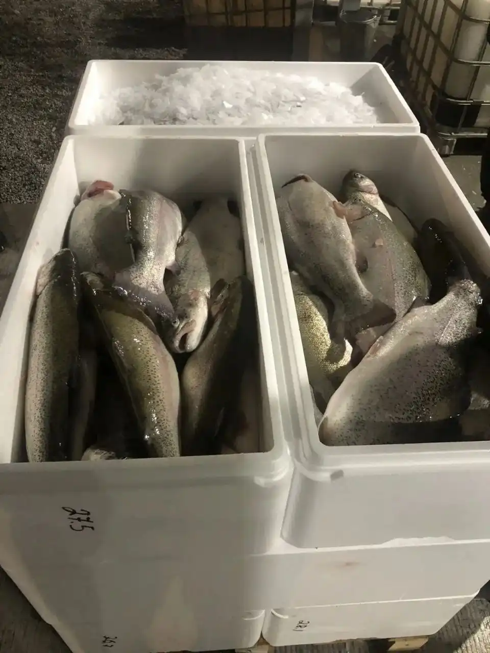 Свежеохлажденная радужная форель из Кавказа