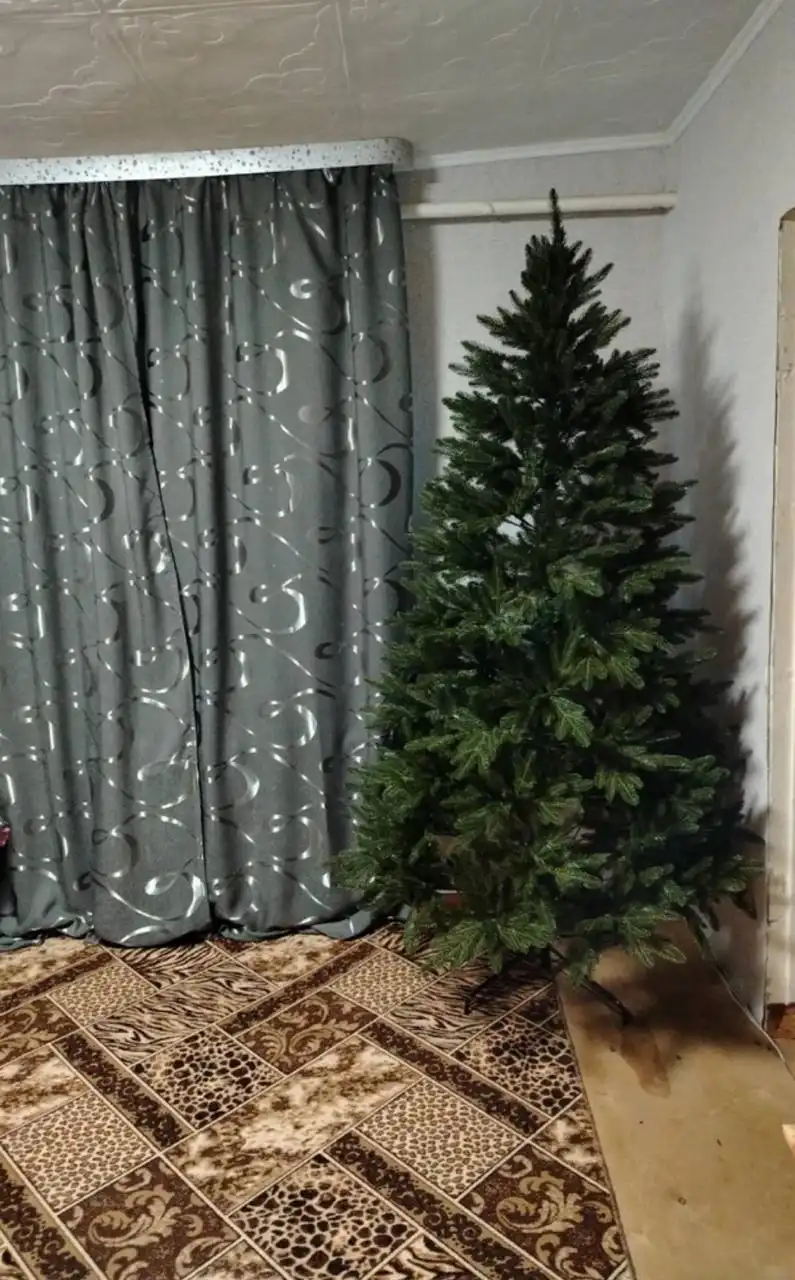 Елка королевская 215 см