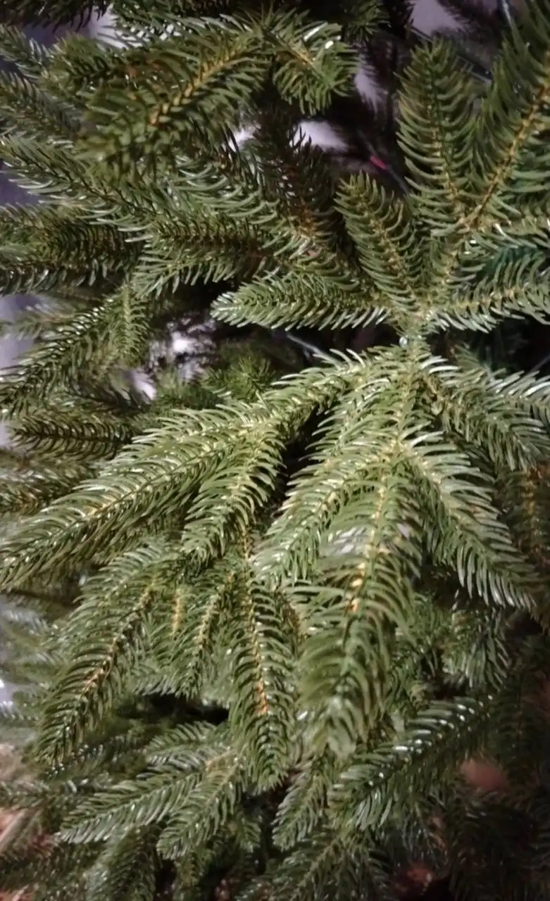 Елка королевская 215 см