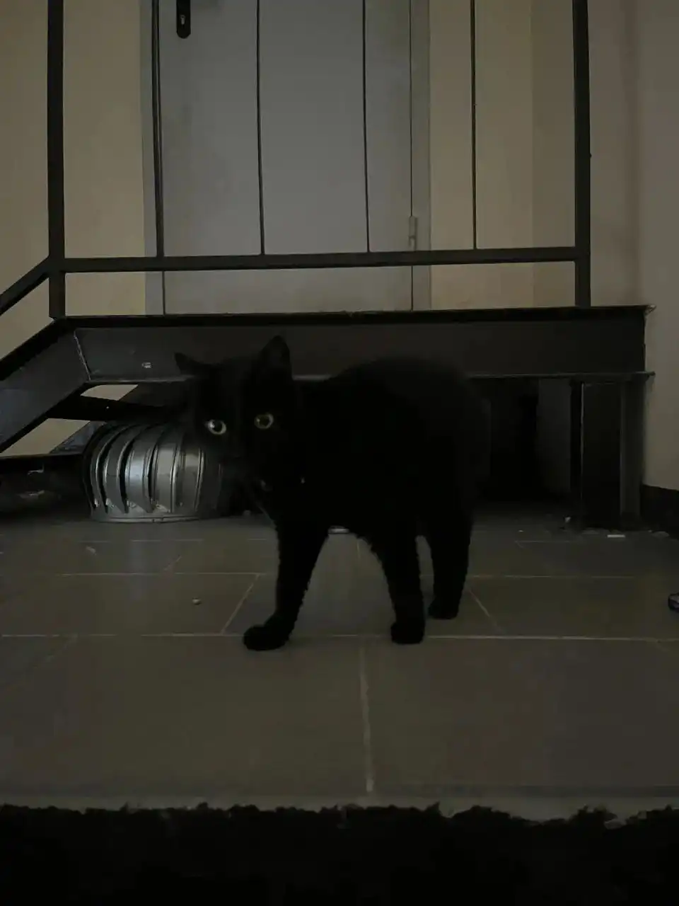 Кошка ищет дом в Барнауле