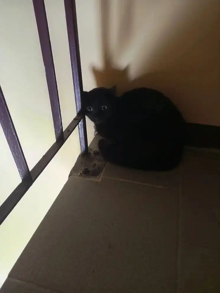 Кошка ищет дом в Барнауле