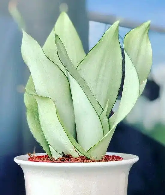 Сансевиерия муншайн - Растения (Барахолка) в Барнаул