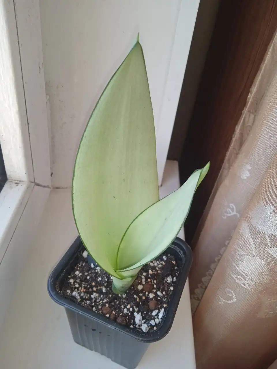 Сансевиерия муншайн - Растения (Барахолка) в Барнаул