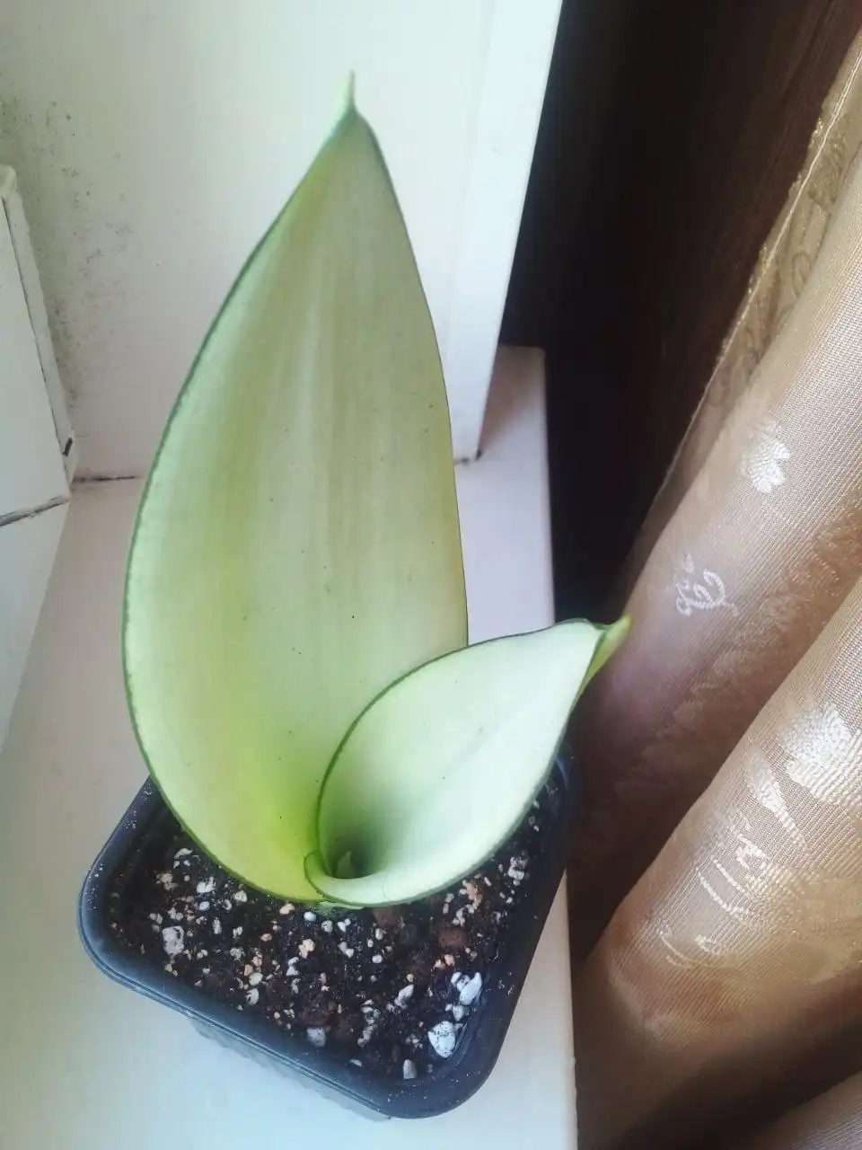 Сансевиерия муншайн - Растения (Барахолка) в Барнаул