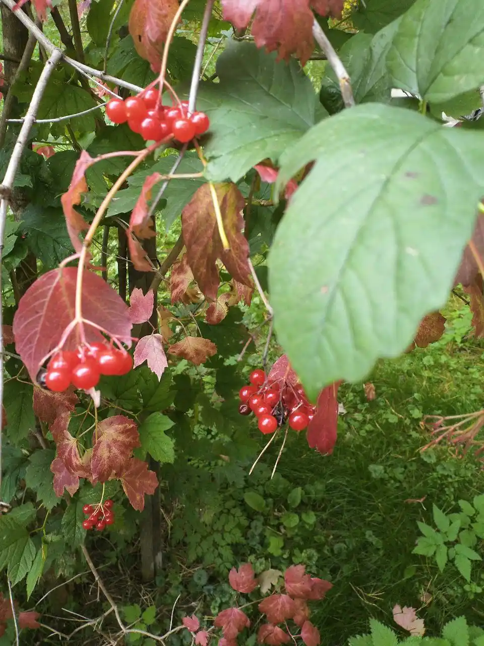 Мастер-классы по фиточаям в ботанической квартире