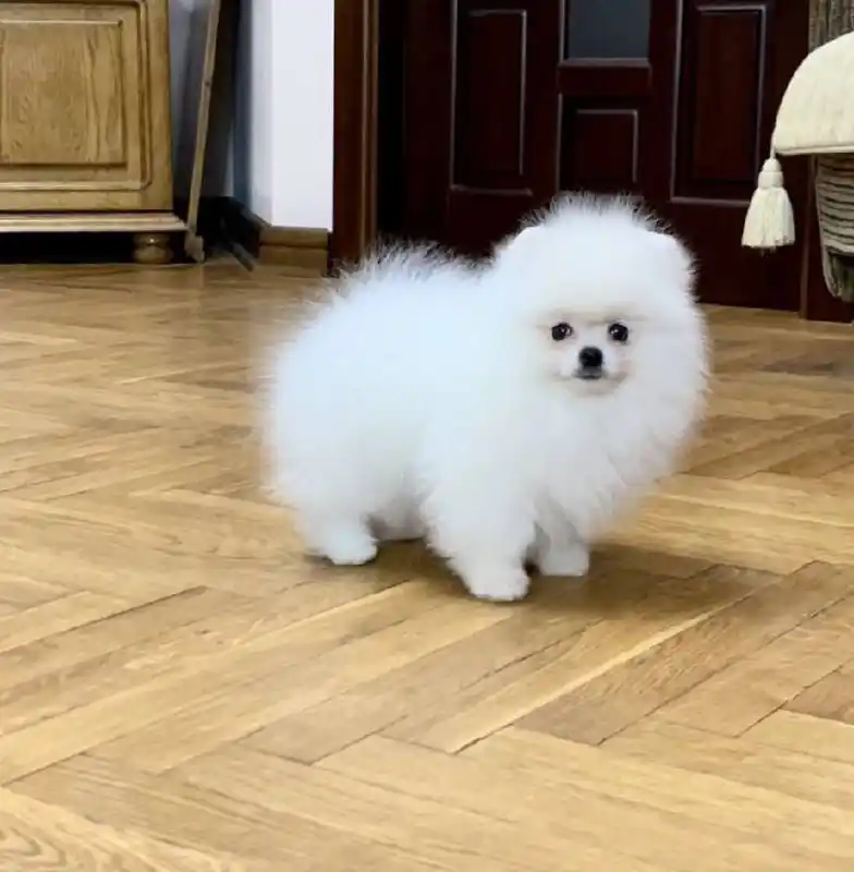 Шпиц померанский девочка ищет новую семью - Животные в Томск