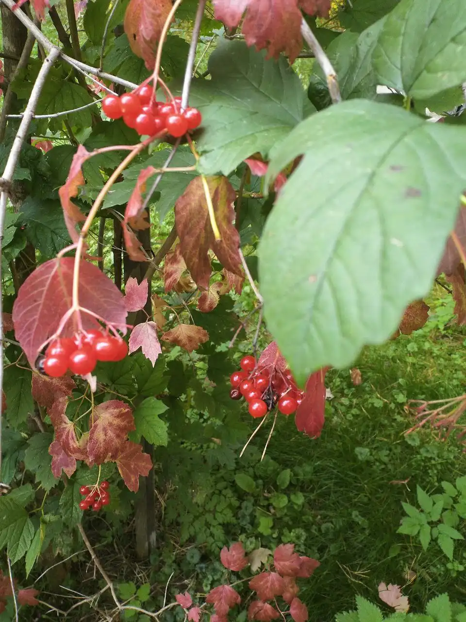 Ботаническая встреча с мастер-классами и практиками