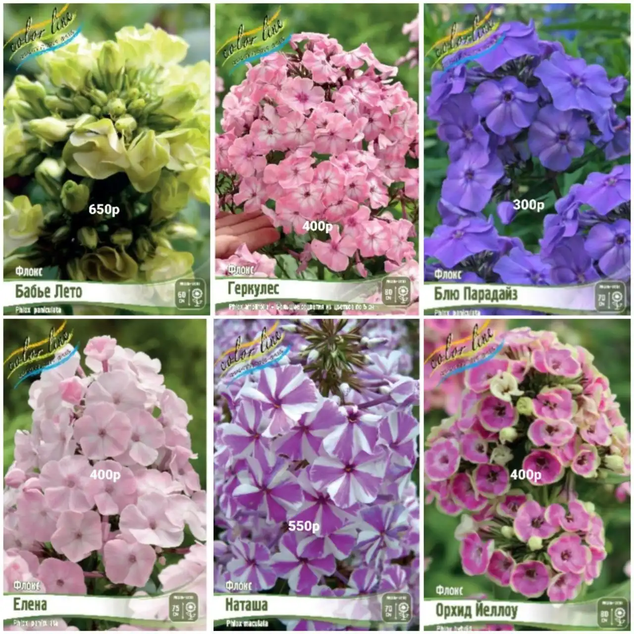 Флоксы на весну