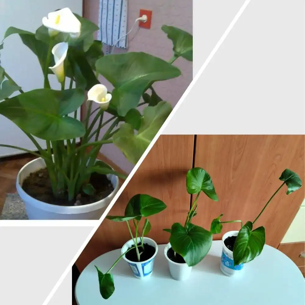 Каллы комнатные