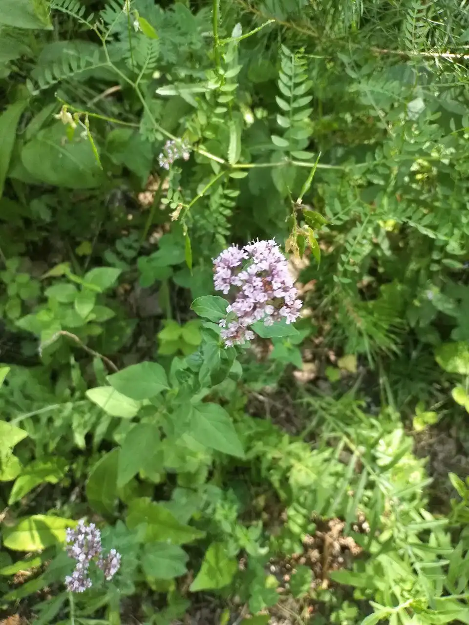 Новогодние лесные экскурсии и травяной чай в ботанической квартире