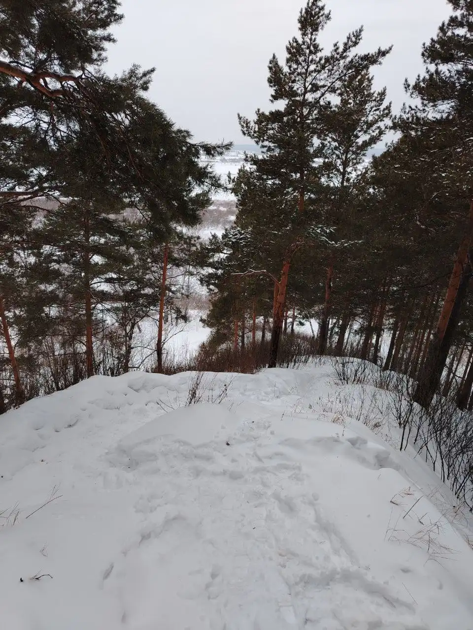 Новогодние хвойные деревья и экскурсии в Томске