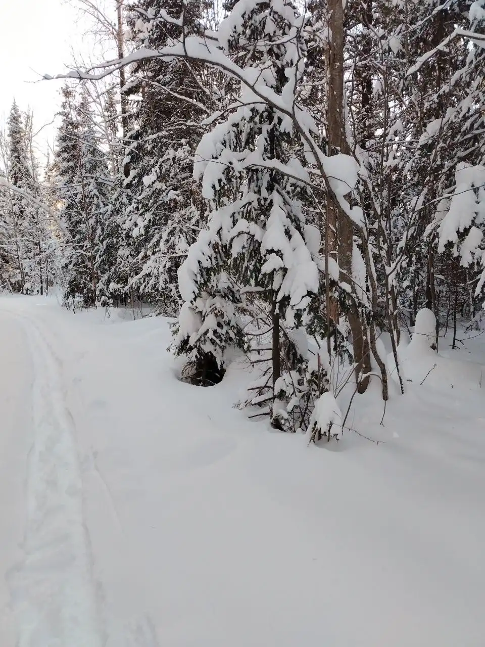 Новогодние встречи о сибирских хвойных деревьях в Томской области