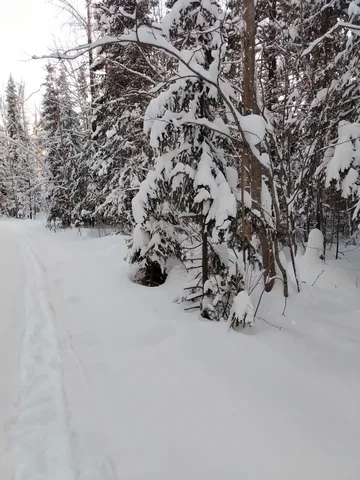 Новогодние встречи о сибирских хвойных деревьях в Томской области - Услуги в Томск