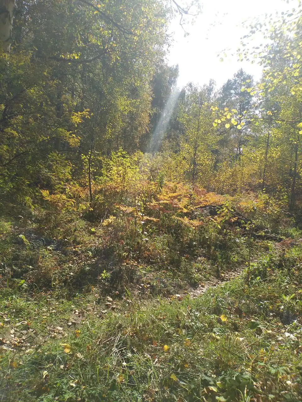 Зизифора - ценное эфирно-масличное растение для чая и ароматерапии