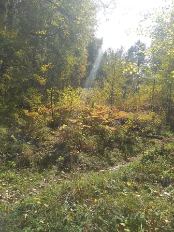 Зизифора - ценное эфирно-масличное растение для чая и ароматерапии - Услуги в Томск