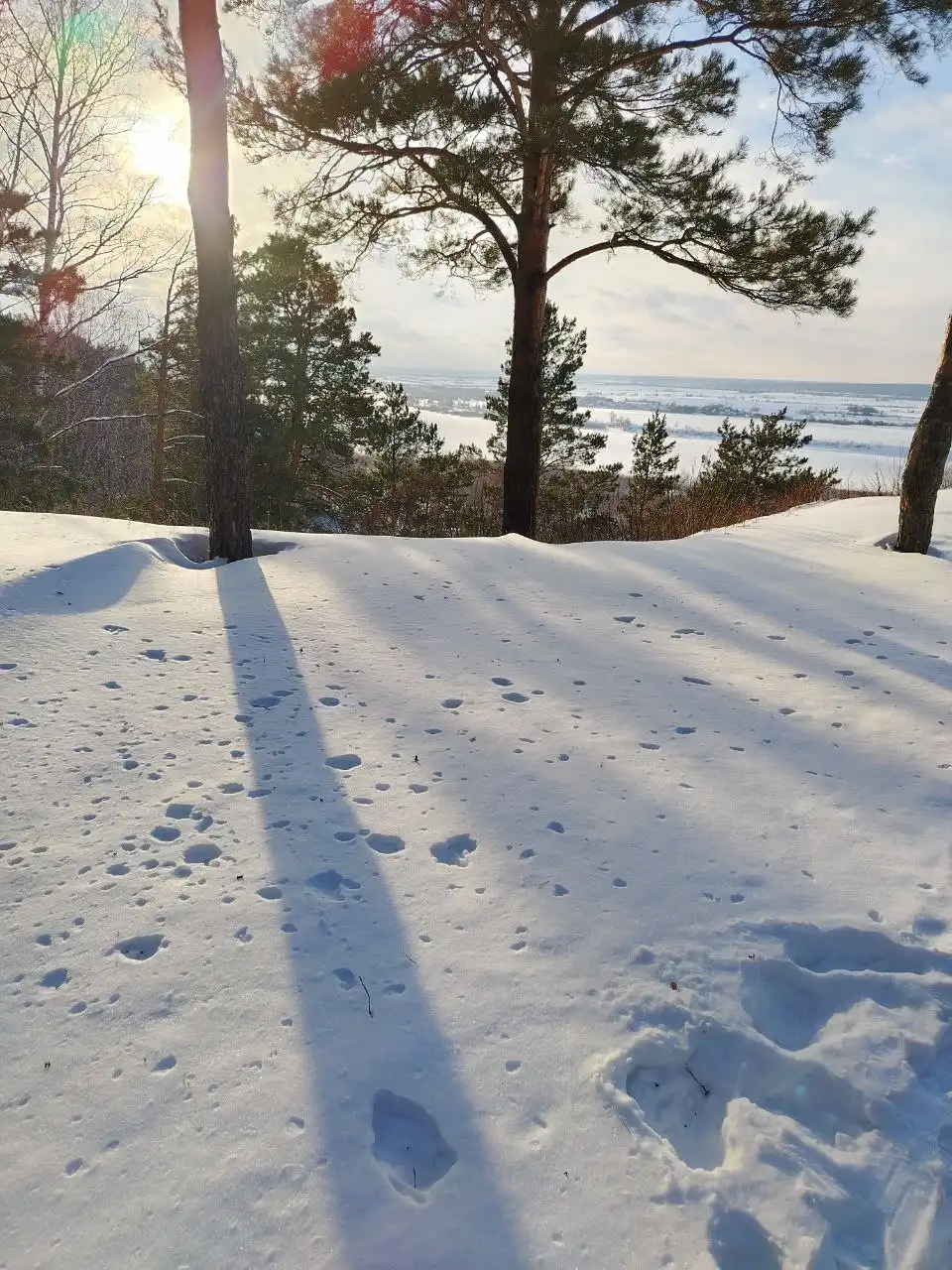 Новогодние встречи в ботанической квартире