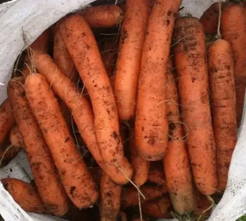 Свежая морковь с огорода - Услуги в Томск