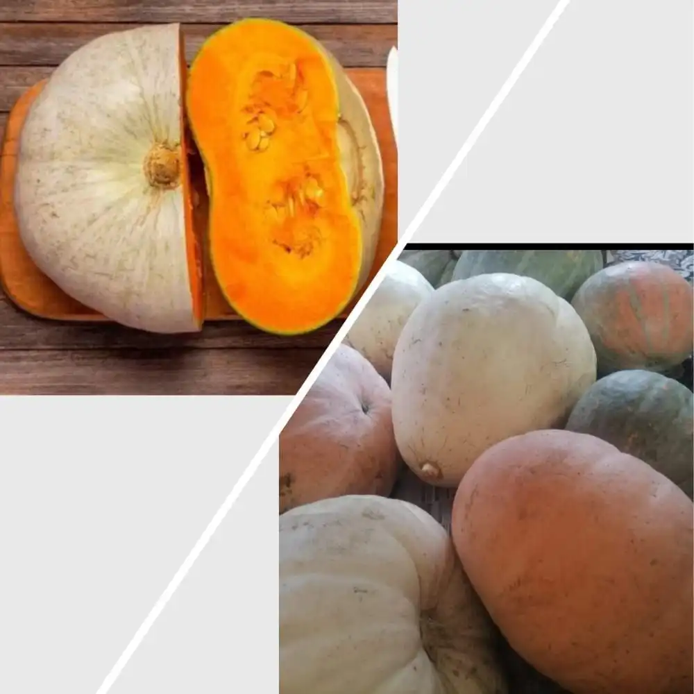 Тыква с огорода в с. Мельниково