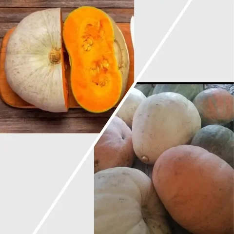 Тыква с огорода в с. Мельниково - Продукты питания в Томск