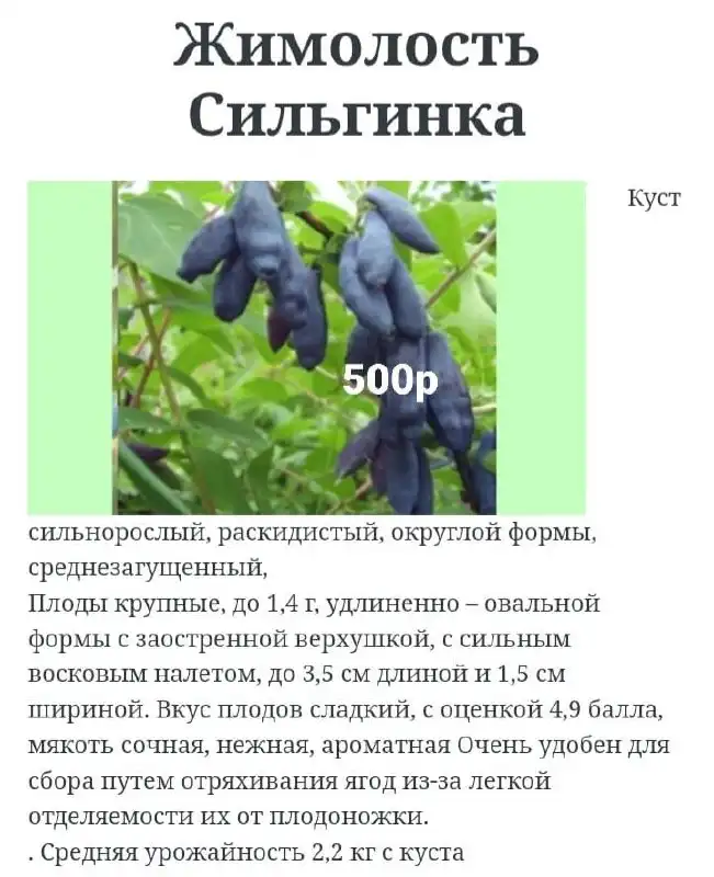 Саженцы жимолости 3-летки с ЗКС