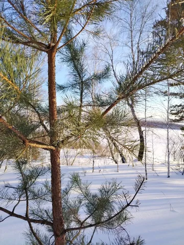 Встреча о растениях с антибактериальным и противовирусным действием - Образовательные услуги в Томск