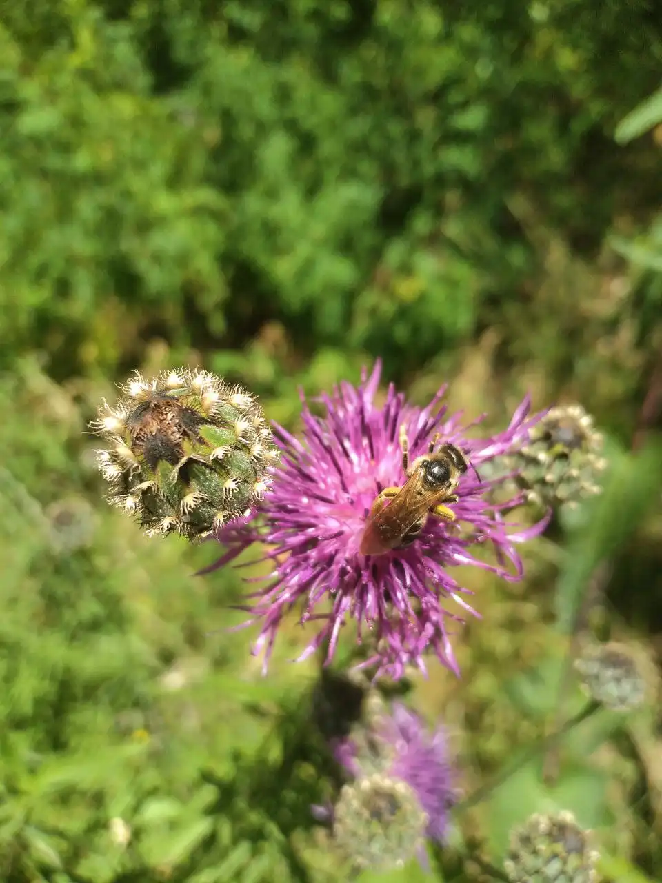 Встреча о растениях с антибактериальным действием - Консультации (Услуги) в Томск