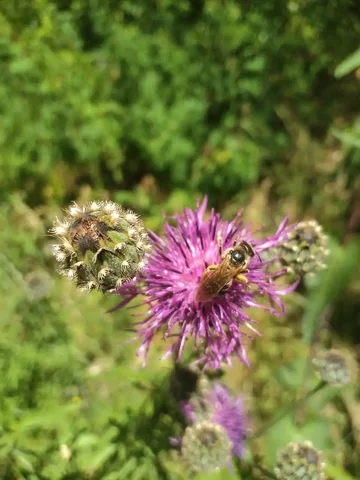 Встреча о растениях с антибактериальным действием - Услуги в Томск