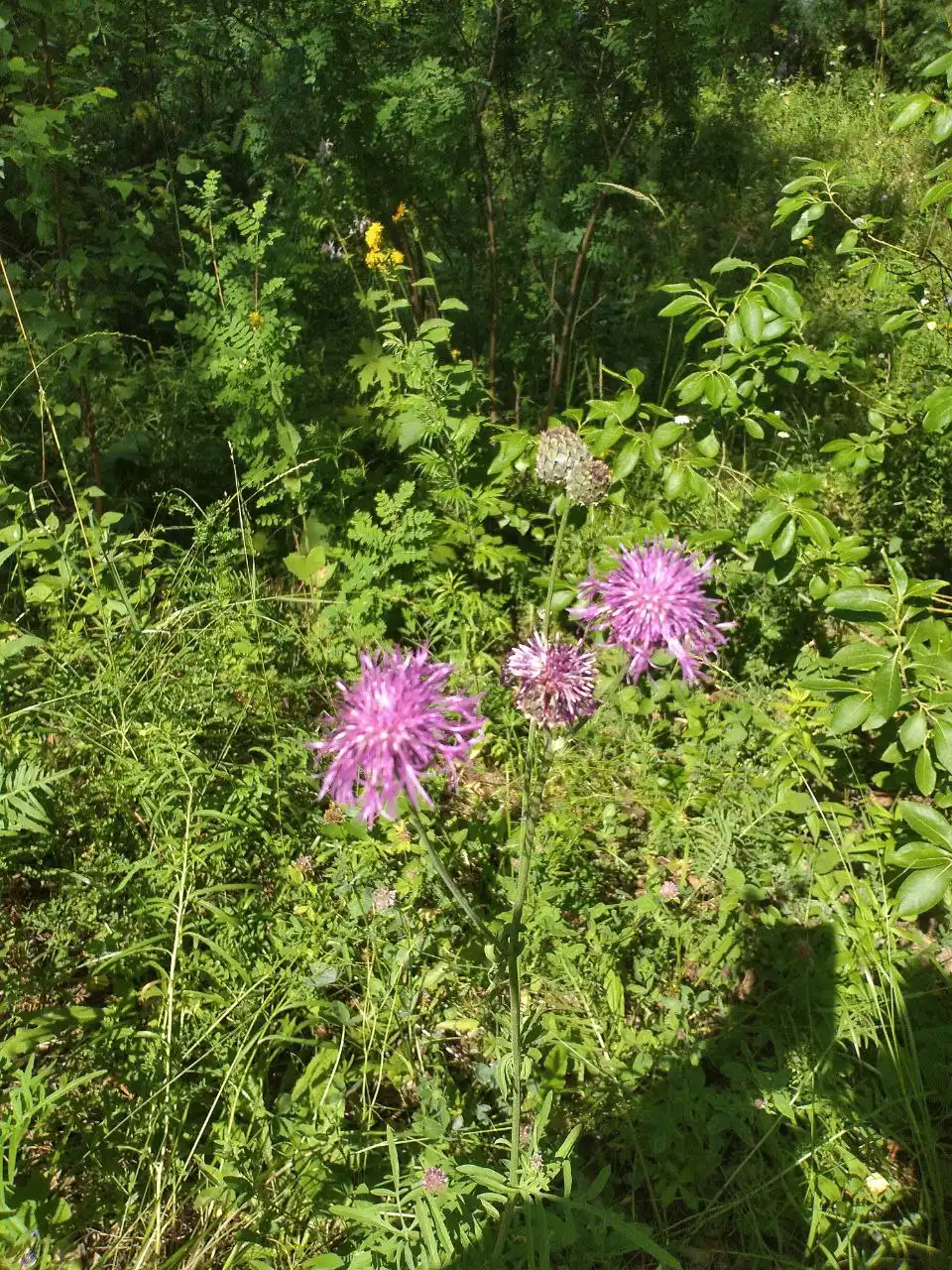 Новогодние лесные экскурсии и мастер-классы по приготовлению травяных чаев - Мастер-классы (Услуги) в Томск