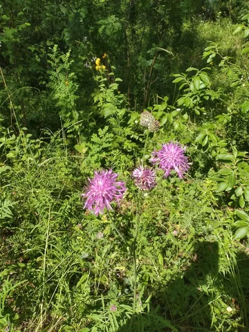 Новогодние лесные экскурсии и мастер-классы по приготовлению травяных чаев - Спа и оздоровление в Томск